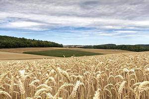 vista de um campo de trigo foto