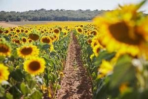 caminho através de um campo de girassol foto