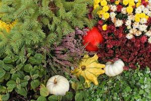 abóboras e cabaças orgânicas coloridas na feira agrícola. colhendo o conceito de tempo de outono. jardim queda planta natural. decoração de dia das bruxas de ação de graças. fundo rural fazenda festiva. comida vegetariana foto