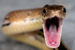 close-up cobra amarela é boca aberta para pronto para lutar e autodefesa foto