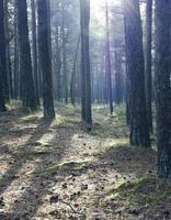 árvores da floresta ensolarada foto