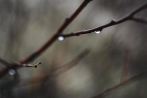 chuva sombria da floresta foto