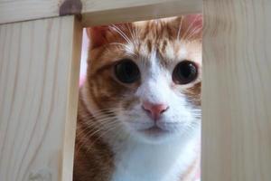 gato malhado laranja brincando e brincando. gatinho pequeno olhando para a câmera. foto