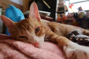 gato malhado laranja deitado e olhando para a câmera foto