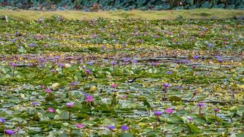 jacana de cauda de faisão em pé na lagoa de lótus foto