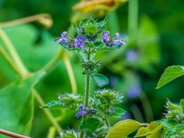 flor de hyptis, flor de hyptis violeta, grama, flor de erva, hyptis indiano, macro hyptis, flor de lamiaceae, hortelã, hipothronia, peltodon no campo foto