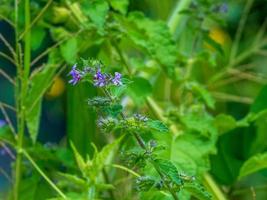 flor de hyptis, flor de hyptis violeta, grama, flor de erva, hyptis indiano, macro hyptis, flor de lamiaceae, hortelã, hipothronia, peltodon no campo foto