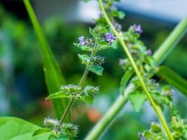 flor de hyptis, flor de hyptis violeta, grama, flor de erva, hyptis indiano, macro hyptis, flor de lamiaceae, hortelã, hipothronia, peltodon no campo foto