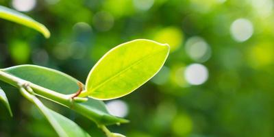 plantar folha verde no jardim com fundo bokeh foto