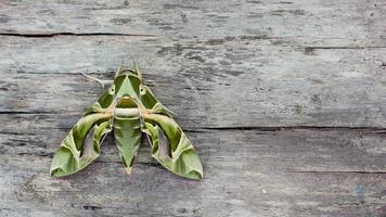 a mariposa do falcão oleandar ou mariposa verde do exército, é uma mariposa da família sphingidae empoleirada em um piso de madeira. foto