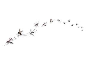 mosquitos voadores isolados no fundo branco foto
