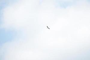 falcão voa sobre o céu azul foto