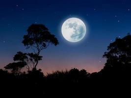 paisagem noturna na floresta com lua cheia e estrelas