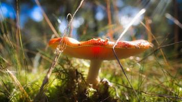 cogumelo venenoso, embaçado e sonhador, na grama da floresta. cogumelo venenoso. foto