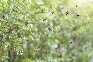 enxame de mosquitos voam no parque foto