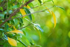 plantar folha verde no jardim com fundo bokeh foto