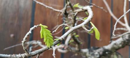 gleditsia é um gênero de árvores da família fabaceae foto