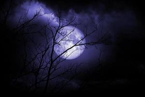 lua cheia e árvore seca noite de halloween foto