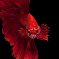 capturar o momento comovente do peixe-lutador-siamês vermelho isolado no fundo preto. peixe betta mudo foto