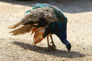 pássaros em um parque da cidade à beira-mar em israel. foto