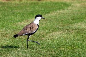 pássaros em um parque da cidade à beira-mar em israel. foto