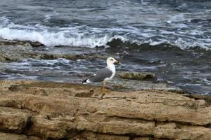 pássaros em um parque da cidade à beira-mar em israel. foto