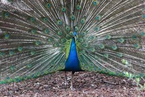 pássaros em um parque da cidade à beira-mar em israel. foto