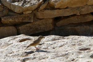 pássaros em um parque da cidade à beira-mar em israel. foto