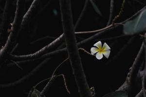 fundo de flor frangipani em belo estilo foto