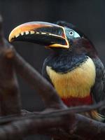 aracari orelhudo castanho foto