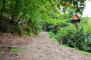 um caminho em uma floresta selvagem. paisagem da floresta no início do outono foto