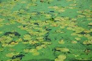 a superfície de um velho pântano coberto com folhas de lentilha e lírio foto