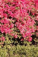 primavera, flores rosas vermelhas brilhantes, fundo vertical. foto