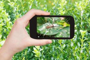 agricultor fotografa aranha na teia de aranha em buxo foto