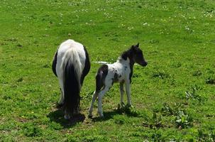 adorável potro de mini cavalo preto e branco foto