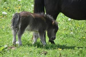 precioso cavalo em miniatura recém-nascido desgrenhado em pé ao lado da égua foto