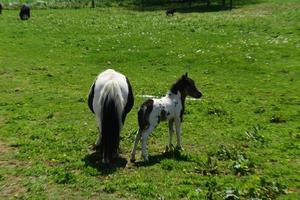 família de mini cavalos preto e branco em um pasto de grama foto