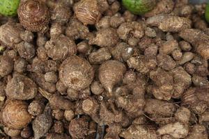 taro saudável e fresco cuidadosamente organizado para venda no mercado. fundo vegetal saudável e fresco foto