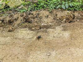 tarântula marrom preto rasteja no chão méxico. foto