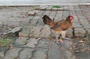 galinha de estimação marrom criada naturalmente caminhada livre foto