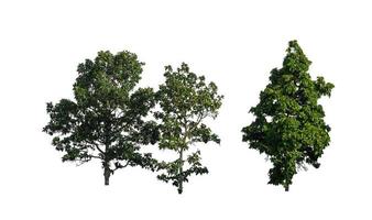 árvores isoladas em um fundo branco são adequadas para impressão e páginas da web foto