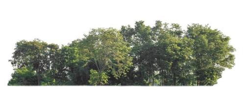árvores verdes isoladas no fundo branco. são floresta e folhagem no verão para impressão e páginas da web foto