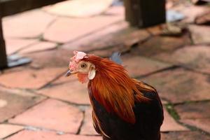 aves da selva vermelha foto