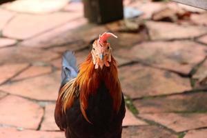 aves da selva vermelha foto