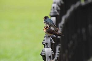 andorinha do pacífico em um jardim foto