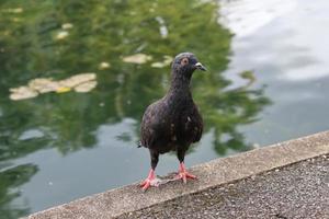 pomba da rocha em um parque foto