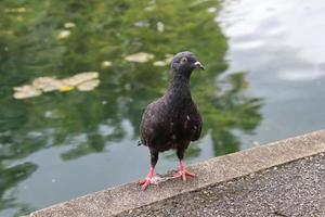 pomba da rocha em um parque foto