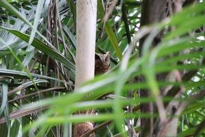 sunda scops coruja entre palmeiras foto