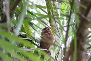 sunda scops coruja entre palmeiras foto