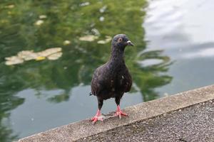 pomba da rocha em um parque foto